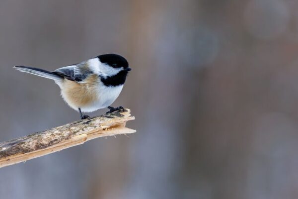 Beginner Tips for Backyard Birdwatching: A Friendly Guide